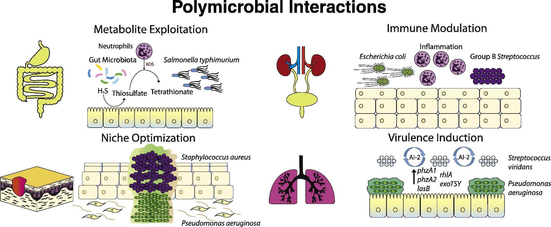Polymicrobial infections